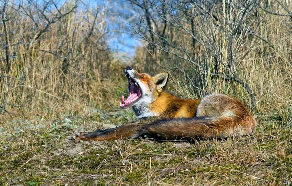 Picture nature, mouth, Fox