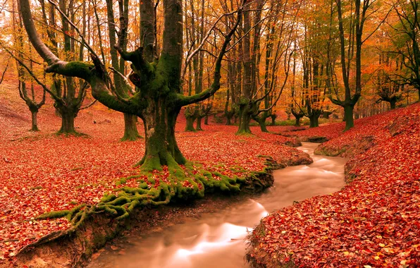 Autumn, forest, trees, nature, stream, foliage, the evening, Spain