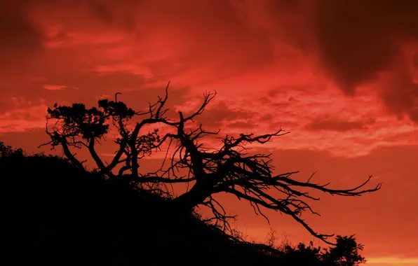 TREE, TRUNK, The SKY, SUNSET, BRANCHES, SLOPE, SILHOUETTE