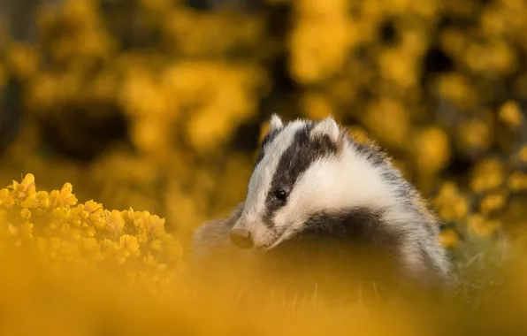 Flowers, yellow, bokeh, badger, mrdashka