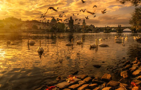 Picture autumn, landscape, sunset, birds, bridge, the city, river, building