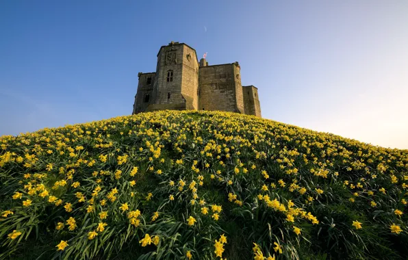 Picture England, Narcissus, Ruined, Daffodil Castle