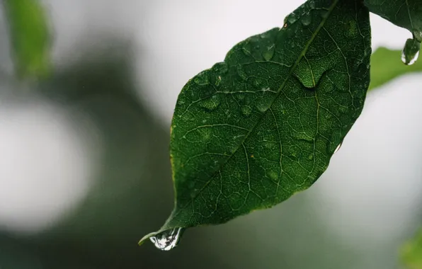 Drops, macro, sheet, leaf, drop of water, water droplet