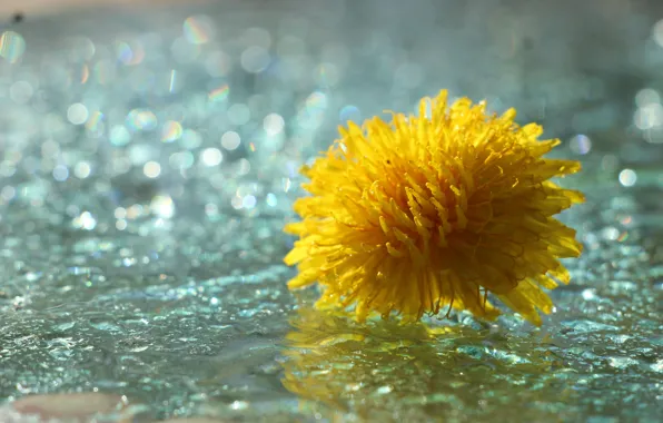 Flower, yellow, blooming
