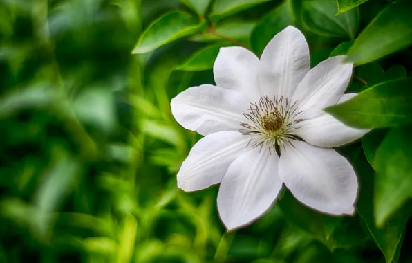 Picture leaves, macro, petals, blur, clematis, clematis, knyazhik