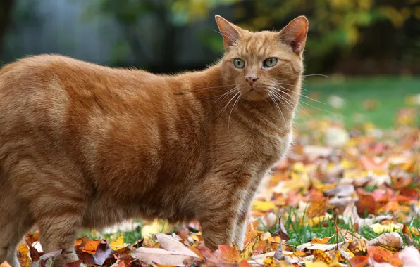 Autumn, cat, cat, leaves, lawn, red cat