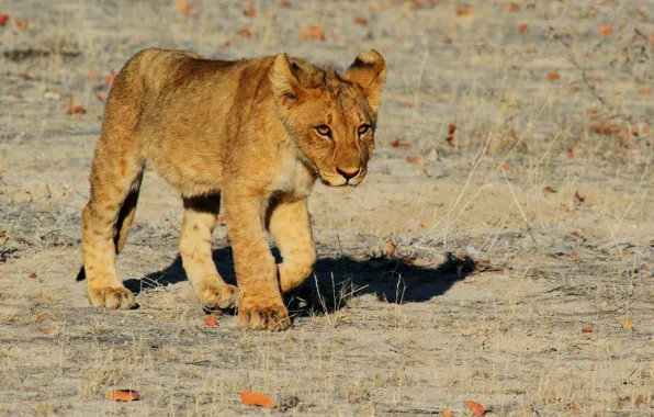 Desert, child, Leo