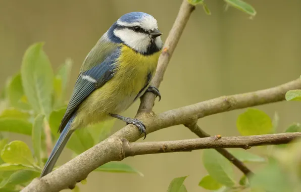 Picture branches, nature, bird, common blue tit