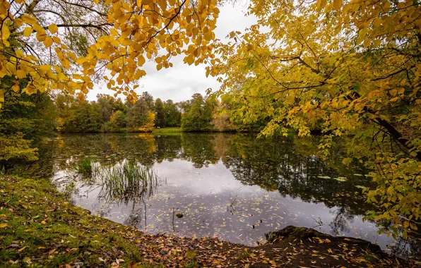 Picture autumn, pond, October, Andrey Gubanov, Kuzminki