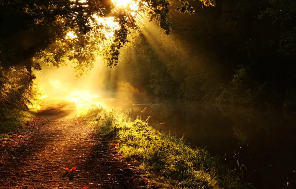 Rays, light, trees, branches, nature, river, track