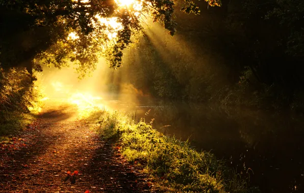 Picture rays, light, trees, branches, nature, river, track