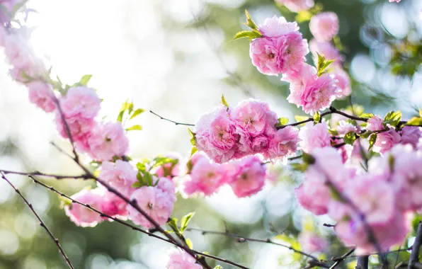 Flowers, branches, nature, spring, Sakura, pink, flowering