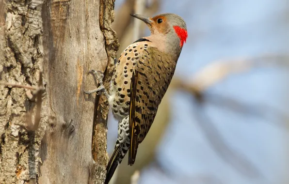 Tree, bird, beak, woodpecker, tail