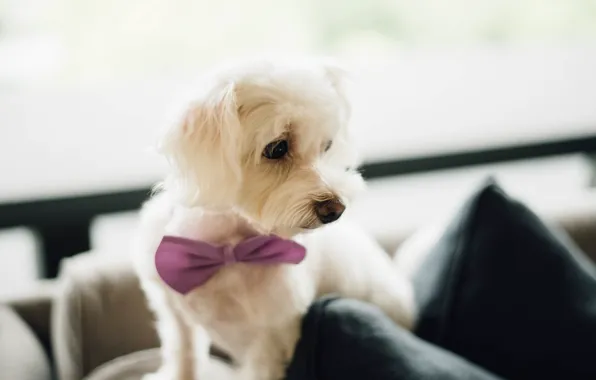 Look, butterfly, dog, muzzle, puppy, hasty
