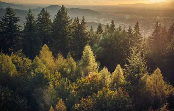 Forest, Black forest sunset, Sunset in the black forest