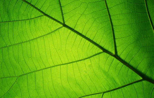 Sheet, Greens, Pattern, Texture