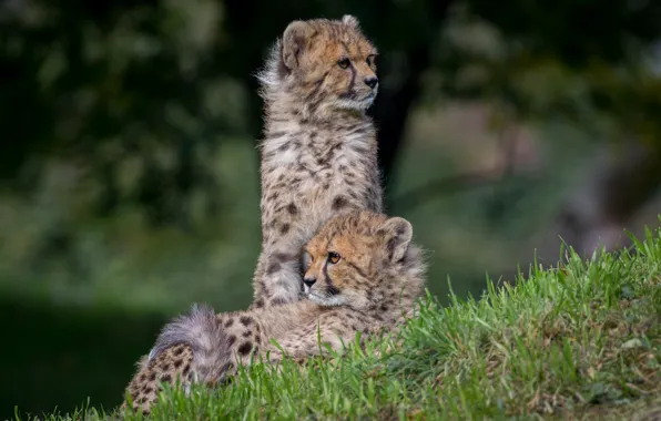 Grass, pose, slope, a couple, Duo, two, cubs, cheetahs