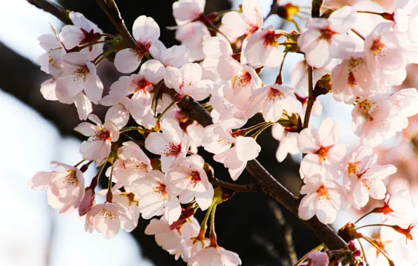 Light, flowers, branches, cherry, tree, spring, flowering, bokeh