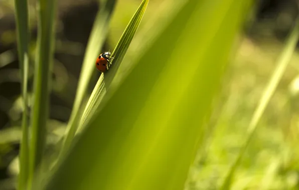 Picture greens, green, background, insect.ladybug
