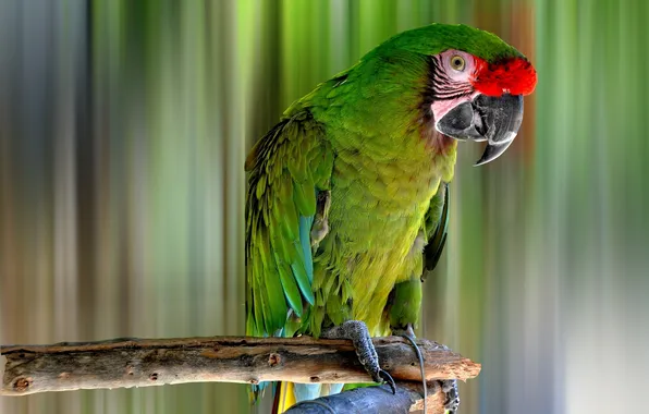 Picture parrot, stick, Ara