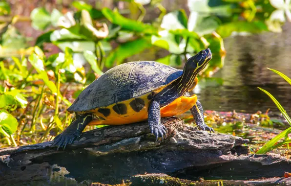 Grass, leaves, water, light, lake, pond, turtle, snag
