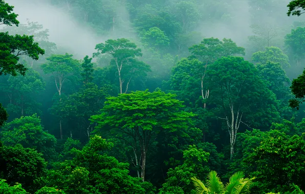 Picture forest, trees, fog, Wallpaper, height, wallpaper, forest, trees