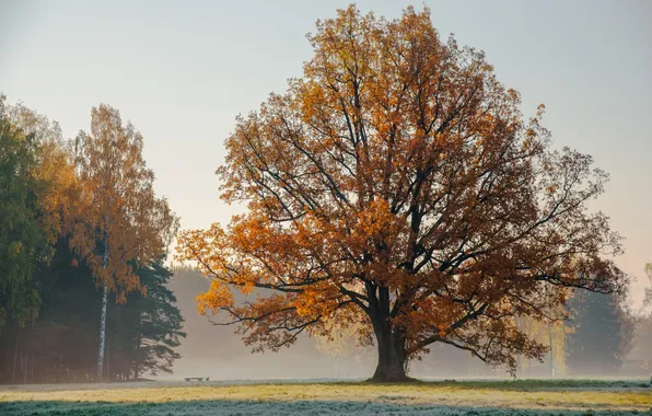 Autumn, trees, nature, fog, Park, Russia, Gordeev Edward