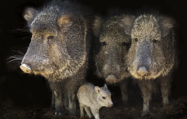 Nature, background, boars