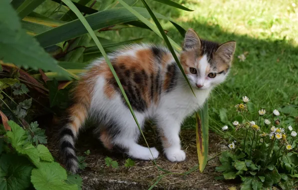 Picture leaves, kitty, spotted