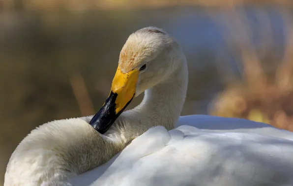 Bird, beak, Swan