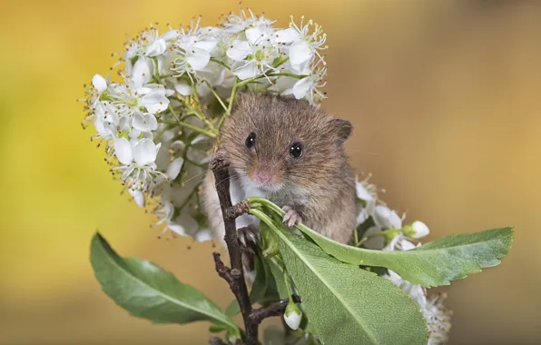 Flowers, sprig, spring, Mouse