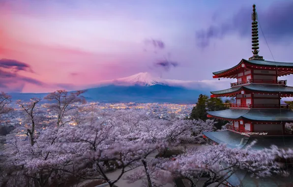 Japan, Chureito Pagoda, Purple bloom