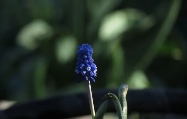 Flower, purple, spring, Muscari Armenian