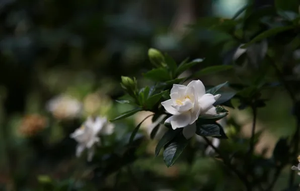 Picture white, flowers, petals, buds, the bushes, Gardenia