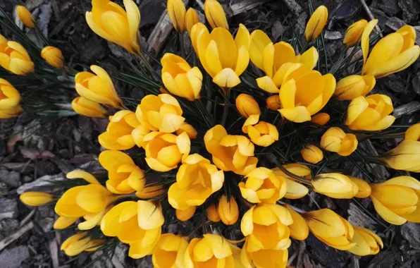 Flowers, spring, crocuses, the view from the top, yellow