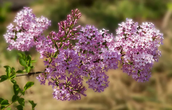 Light, flowers, branch, spring, flowering, lilac, bokeh
