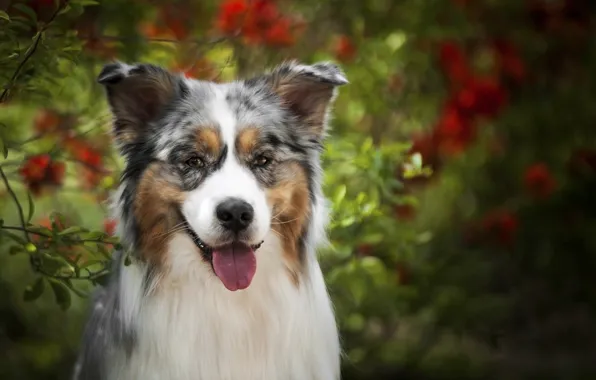 Language, look, face, dog, Australian shepherd, Aussie