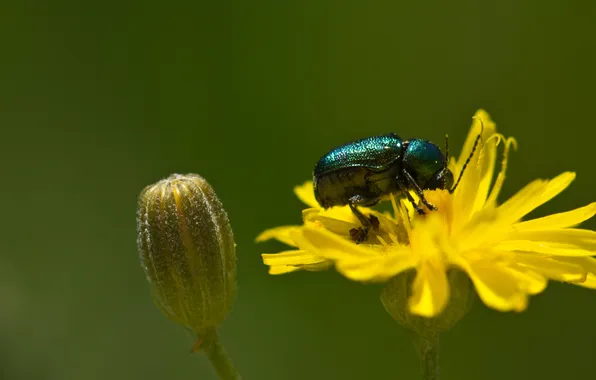 Flower, yellow, beetle, Bud, insect