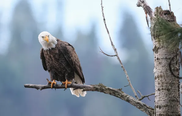 Trees, branches, background, bird, bald eagle