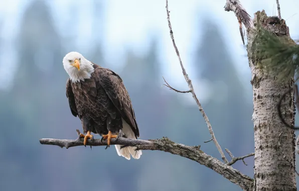 Picture background, tree, bird, branch, Bald eagle