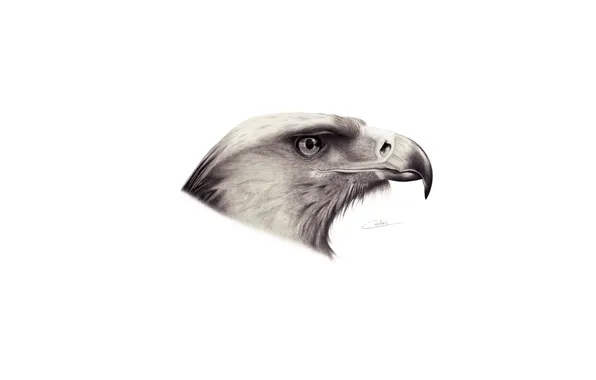 Picture bird, beak, Eagle