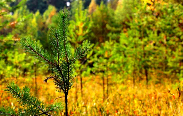 Picture autumn, grass, spruce, branch, September, botolo