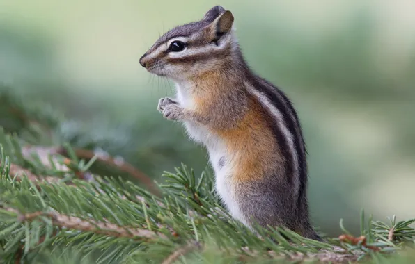 Picture look, pose, green, background, legs, Chipmunk, needles, stand