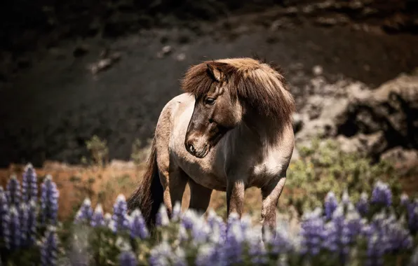 Look, face, light, flowers, nature, horse, horse, mane