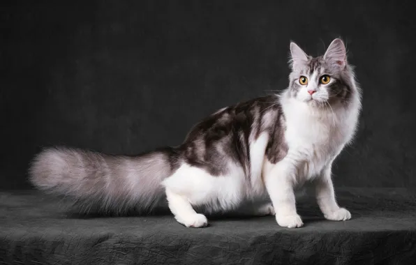 Cat, cat, look, face, pose, the dark background, is, grey background
