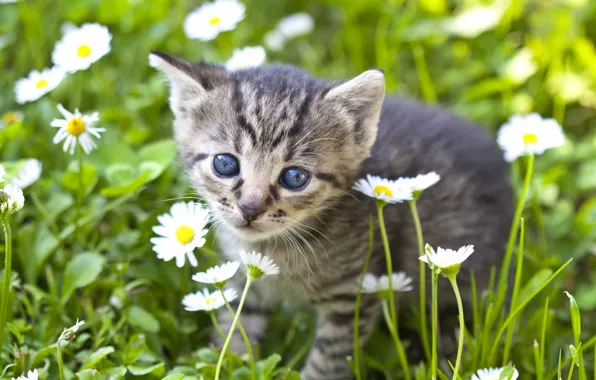 Look, flowers, chamomile, baby, muzzle, kitty