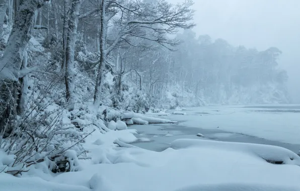 Winter, forest, snow, trees, lake, Chile, Chile, Lago del Toro