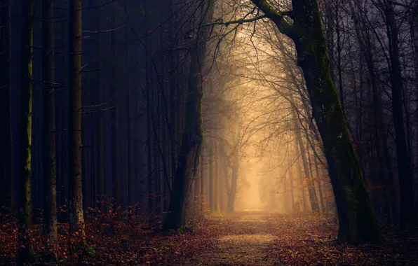 Road, autumn, leaves, light, fog, Forest, twilight