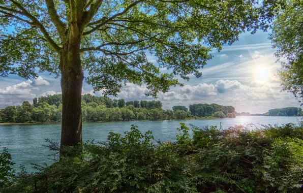 Picture forest, summer, the sun, rays, river, tree, shrub