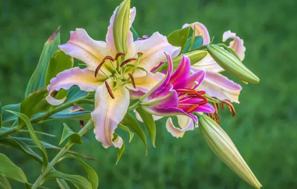 Picture Lily, petals, buds